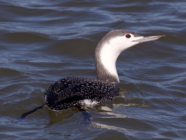 Red-throated Loon